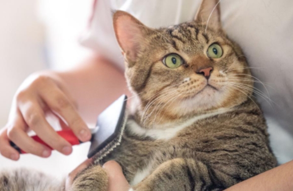 How to Care for Your First Cat: A Beginner’s Guide to Feline Happiness