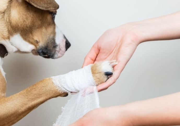 The Ultimate Guide to Dog Wound Care for Leg Injuries