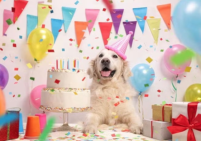 Dog Birthday Supplies: Everything You Need for the Perfect Celebration