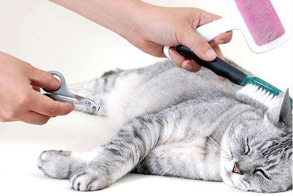 Cat Grooming Supplies: Must-Haves for a Healthy and Happy Feline