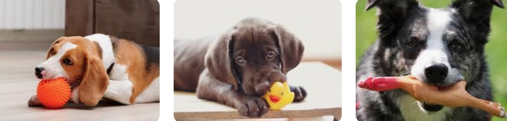 Why Do Dogs Like Squeaky Toys?How to Choose a Good Squeaky Toy