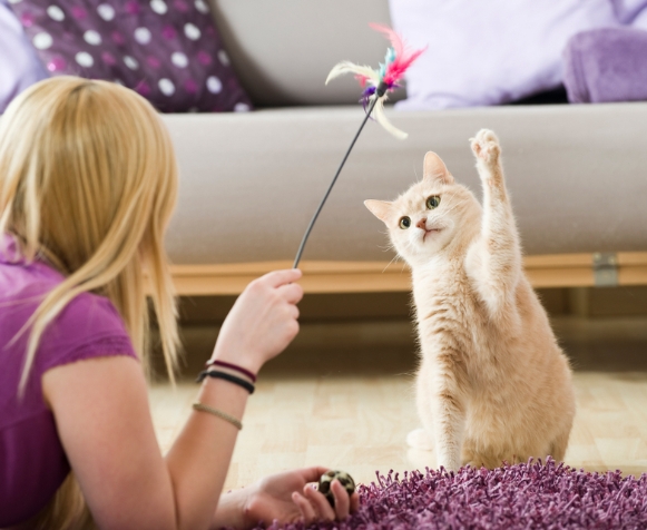 Why Do Cats Yell When Carrying a Toy?How to Choose a Good Squeaky Toy?