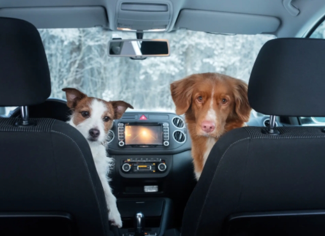 Is It Illegal to Leave Your Dog in the Car? A Comprehensive Guide for Pet Owners