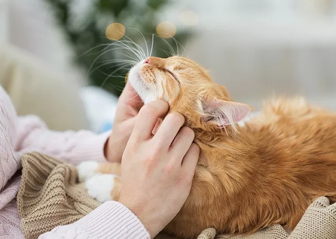 How to Care for a Cat: Comprehensive Tips for Every Season