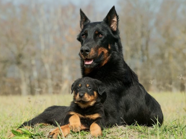 How to Raise a Guard Dog？The development stages and training methods of raising a guard dog