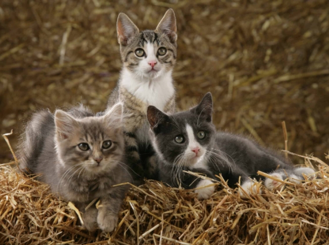 How to Raise a Barn Cat? Key Stages and Tips for Raising Barn Cats