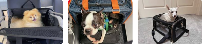 Pet Carriers for Dogs: Everything You Need to Know