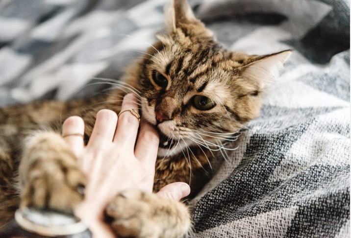 Why Do Cats Bite You When You Pet Them? Understanding Feline Behavior and Avoiding Unwanted Nibbles