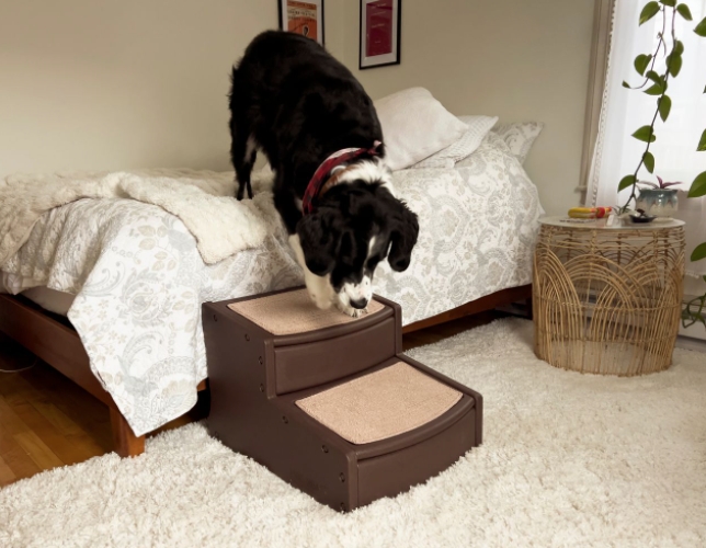 Pet Stairs for Large Dogs: How to Choose, Recommended Brands, and Important Considerations