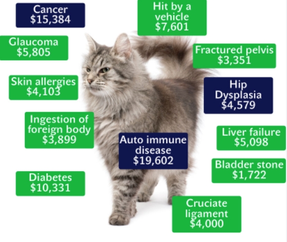 Pet Insurance Cost for Cats: What to Expect and How to Choose the Best Cat Insurance?