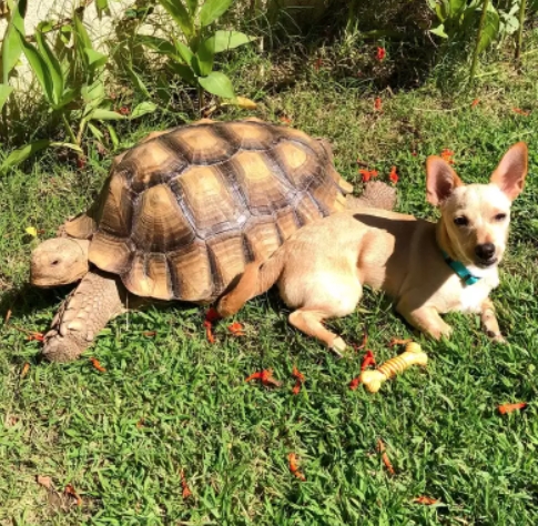 Best Tortoise for Pet with Dogs: A Guide for Dog Lovers Considering Tortoises as Pets