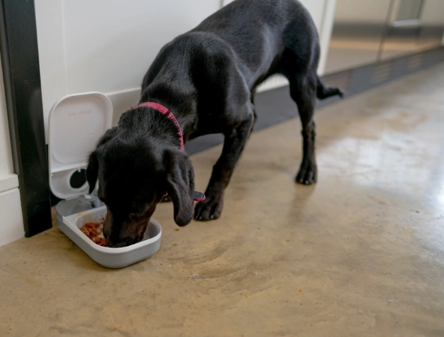 loser Pets One-Meal Automatic Timed Dog Feeder: A Guide for Dog Lovers