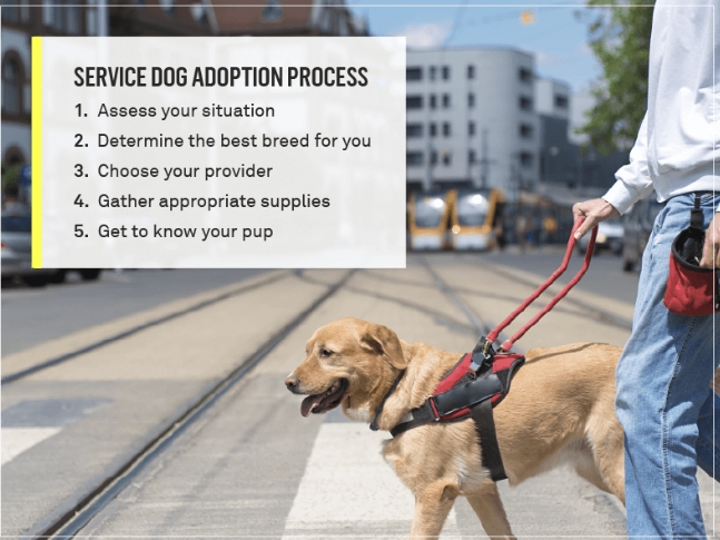 How to Make Your Pet a Service Dog?