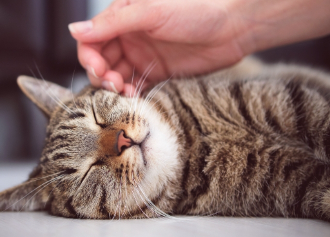 Why Do Cats Like Being Pet? Unveiling the Science Behind Feline Affection