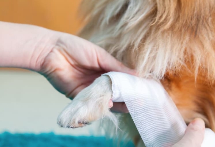 Dog Wound Care: A Complete Guide to Treating Your Dog’s Injuries