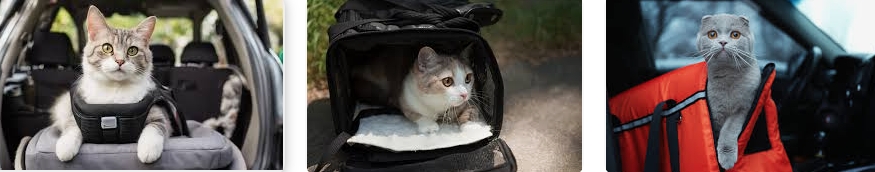 Choosing the Best Cat Car Seat: A Guide for Cat Owners