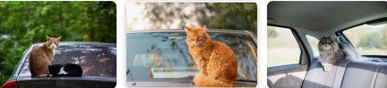 How to Keep Cats Off Your Car: Practical Tips for Cat Owners