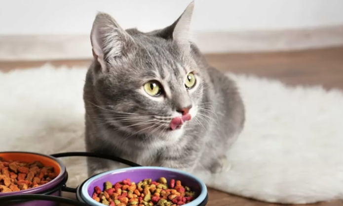 The Importance of Urinary Care Cat Food for Your Feline Friend