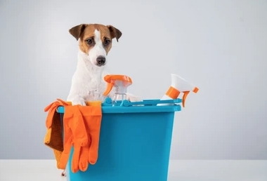 The Ultimate Guide to Cleaning Supplies for Dogs