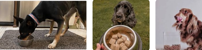 Raised Right Dog Food: A Nutritional Revolution for Your Canine Companion