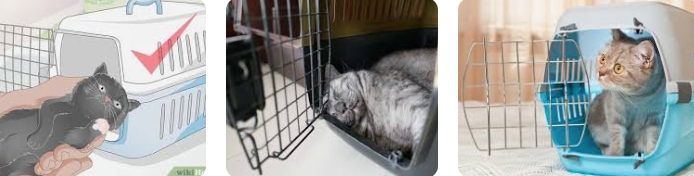 How to Raise a Cat in a Cage at Home: A Guide for Cat Lovers