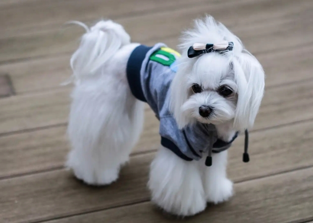 Can I Pet That Dog Shirt? How to Choose the Right Dog Shirt？