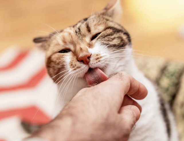 Why Does My Cat Lick Me When I Pet Her?Tips for Petting Your Cat！