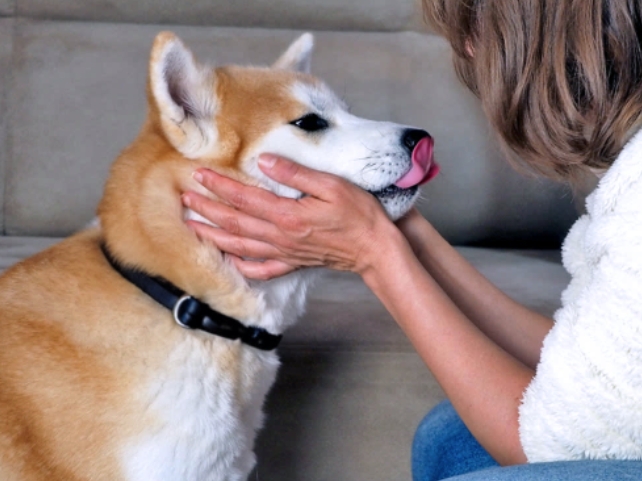 Why Do Dogs Lick Their Lips When You Pet Them?Tips for Petting Dogs the Right Way