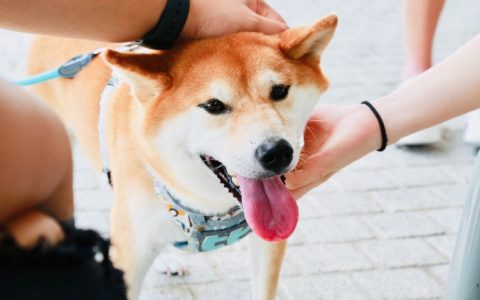 Can I Pet That Dog? A Guide to Safely Interacting with Dogs You Meet