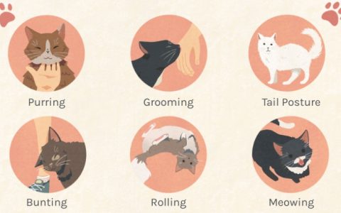 How to Pet a Cat: Tips for Gaining Your Feline’s Trust and Affection