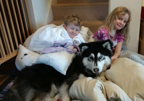 Are Husky Dogs Good Family Pets? Real-Life Husky Family Experiences and Care Tips for Huskies