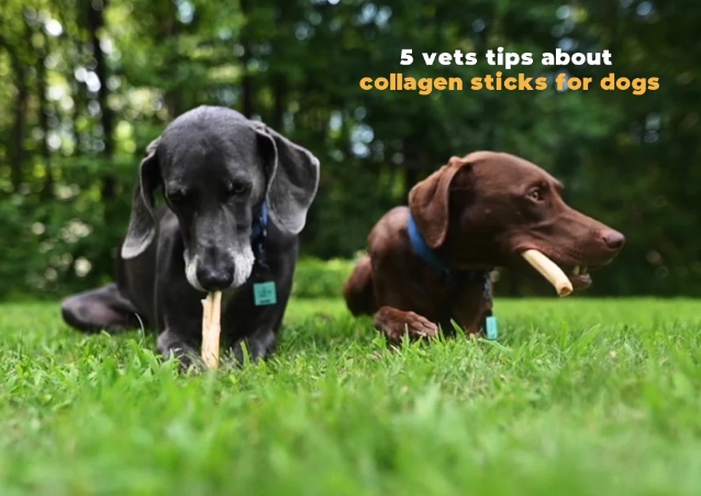 Do Vets Recommend Collagen Sticks for Dogs? A Complete Guide