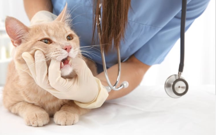 How Long Do Cats Need Pain Meds After Tooth Extraction？