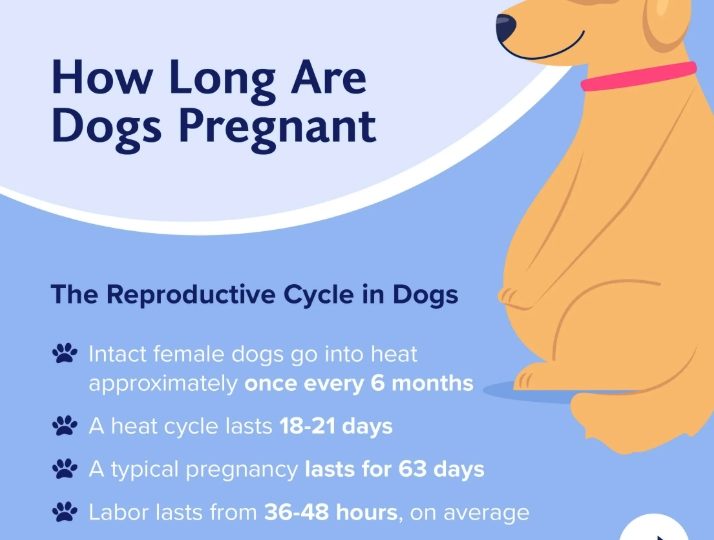 How Long Is a Dog Pregnant and How Can You Care for Her?