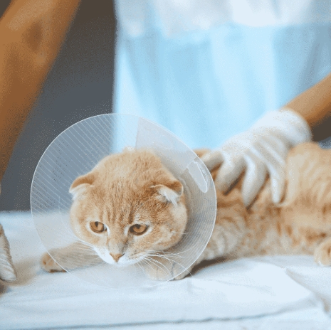 How Soon After Kittens Can a Cat Be Spayed?Post-Surgery Care for Kittens