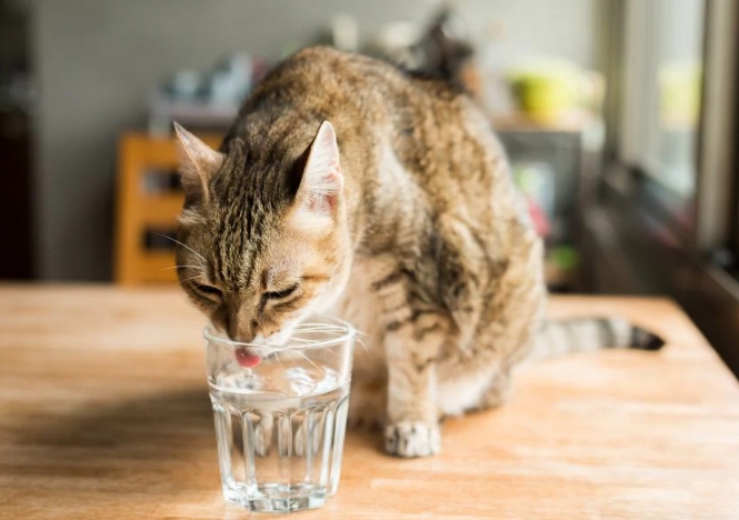 Is Alkaline Water Good for Cats?