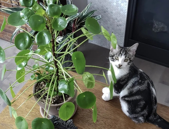 Is Hoya Carnosa Tricolor Toxic to Cats? Understanding the Risks for Your Feline Friend