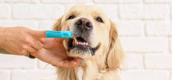 Do Vegan Dogs Need Their Teeth Cleaned? Tips and Tricks for Cleaning Your Dog’s Teeth