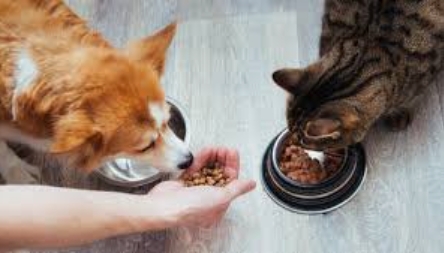 Can Cats Eat Dog Food, and Is It Safe for Them?