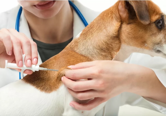 Can Dog Vaccinations Be Done During Dental Cleaning?