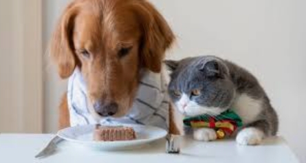 Can Dogs Eat Cat Food and What Happens If They Do?