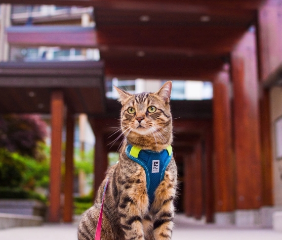 How to Bring a Cat on Hotel: A Travel Guide for Pet Owners