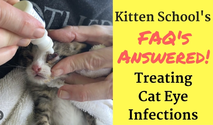 How to Treat Cat Eye Infection？