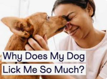 Why Does My Dog Lick Me So Much, and Should I Be Concerned?