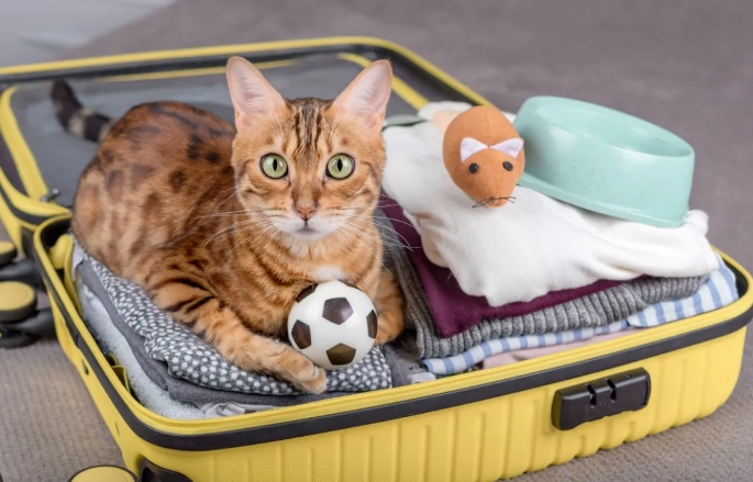 What to Do with a Cat While on Vacation: Essential Tips for Care and Peace of Mind