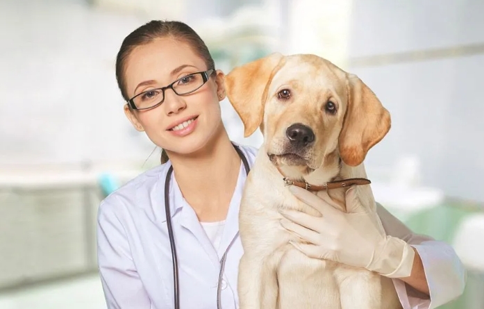 Which Veterinarians Offer Heartworm Injections for Dogs?