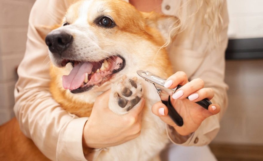 How to Cut Dog Nails: A Step-by-Step Guide for Pet Owners